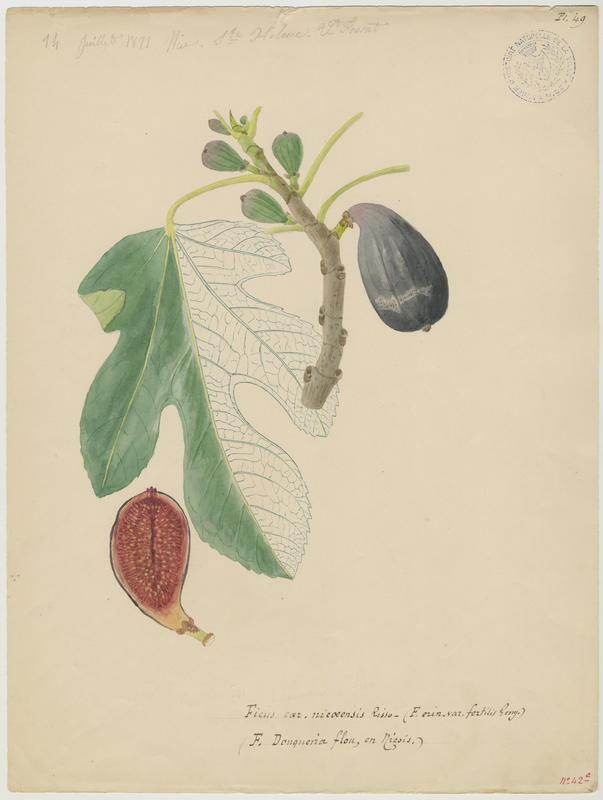 Figuier ; Ficus douqueira flou, Vincent Fossat, 1871