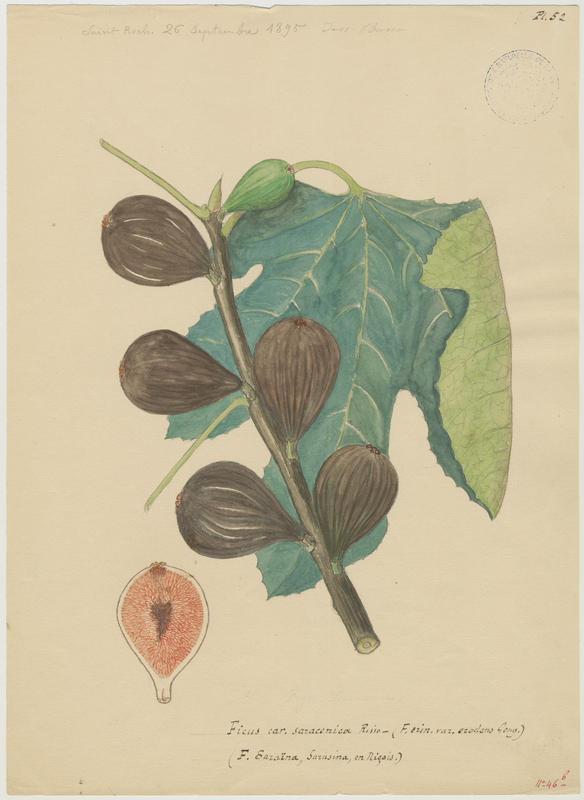Figuier ; Ficus saraïana, P. Basso, 1895