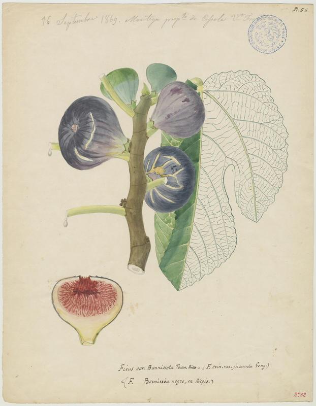 Figuier ; Ficus bernissou negre, Vincent Fossat, 1869