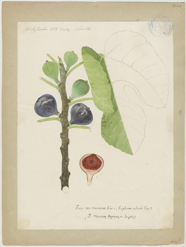 Figuier ; Ficus mourenao, Jean-Baptiste Barla, 1889