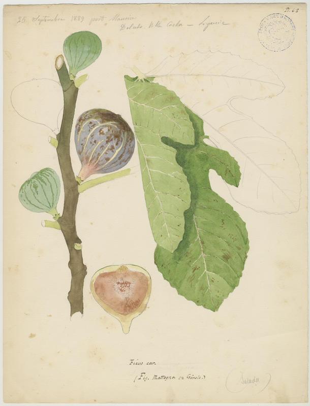 Figuier ; Salada, Jean-Baptiste Barla, 1889