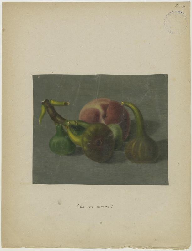 Figues et pêche, Jean-Baptiste Barla, 19e siècle