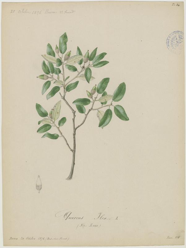 Chêne vert ; Yeuse ; Euze_0