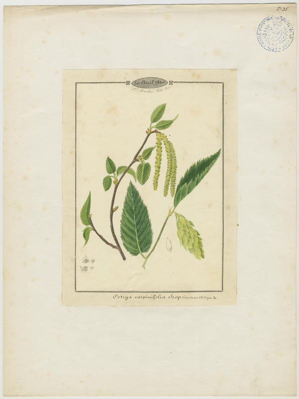 Charme houblon, Bois-de-fer, Vincent Fossat, 1840