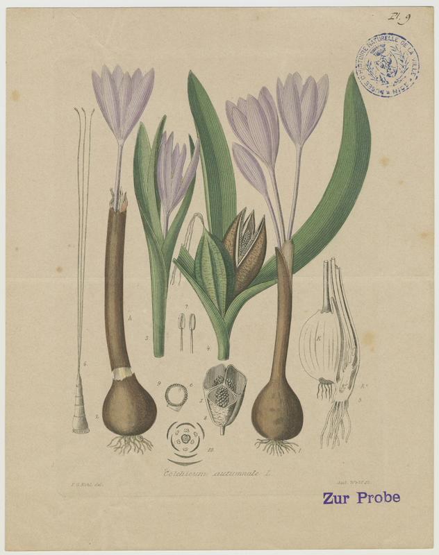 Colchique d'automne ; Safran des prés ; plante à fleurs, Jean-Baptiste Barla, 19e siècle
