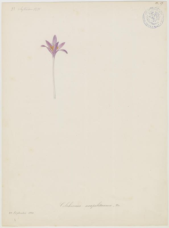 Colchique de Naples ; plante à fleurs_0
