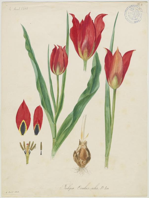 Tulipe d'Agen ; plante à fleurs, Vincent Fossat, 1868