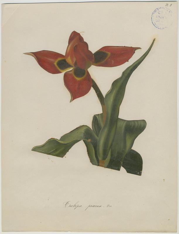Tulipe précoce ; plante à fleurs, Jean-Baptiste Barla, 19e siècle