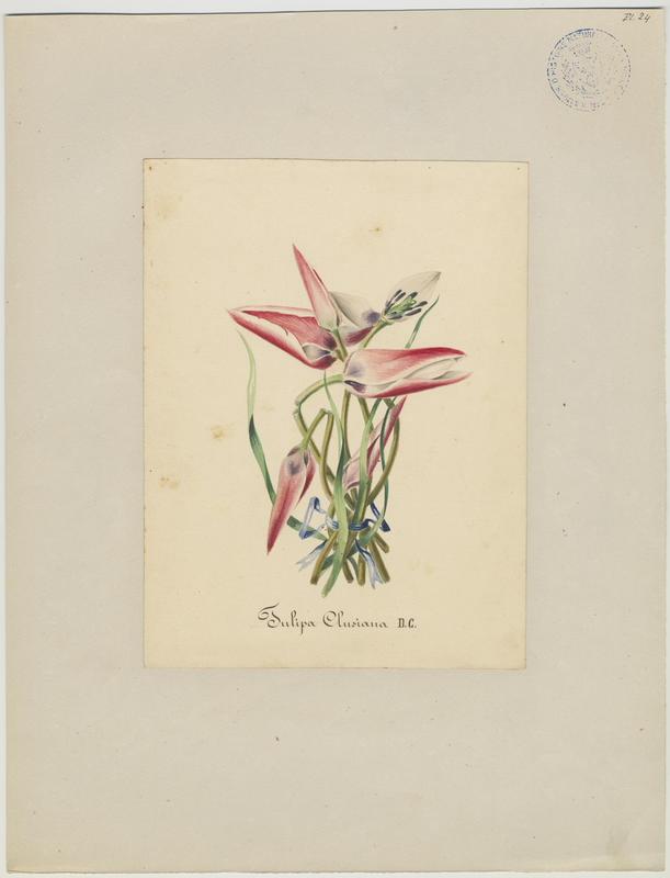 Tulipe de l'Écluse ; Tulipe de Perse ; plante à fleurs, Jean-Baptiste Barla, 19e siècle