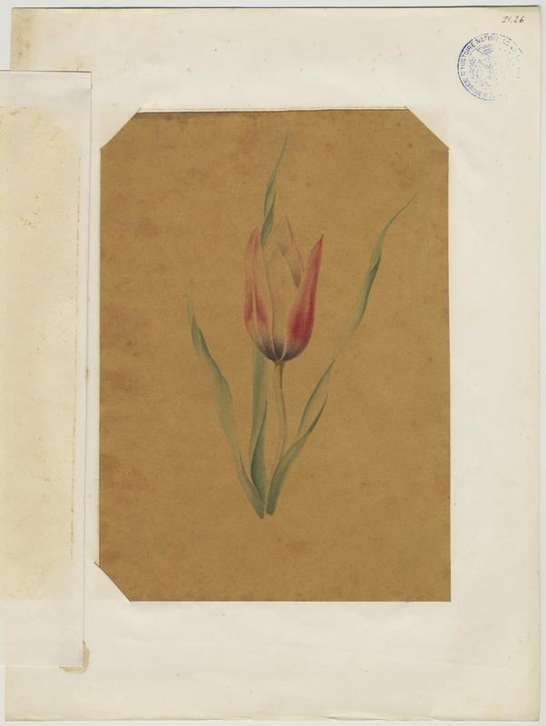 Tulipe de l'Écluse ; Tulipe de Perse ; plante à fleurs, Jean-Baptiste Barla, 19e siècle