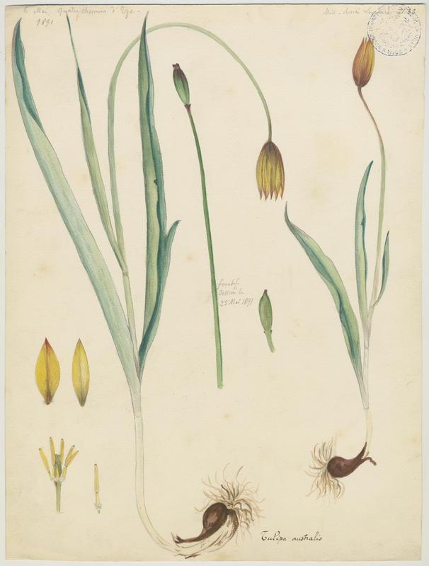 Tulipe des Alpes ; Tulipe du Midi ; plante à fleurs, Charles Lombardi, 1891