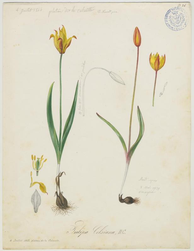 Tulipe des Alpes ; Tulipe du Midi ; plante à fleurs, Vincent Fossat, 1866