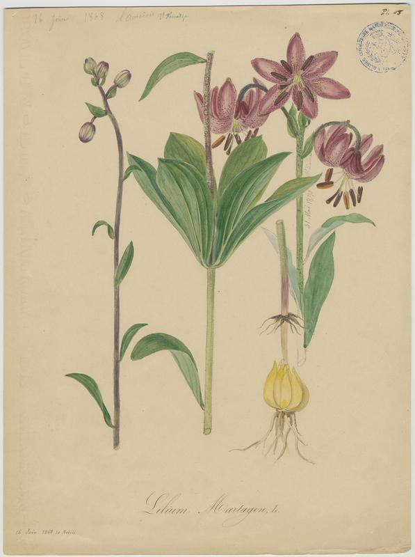 Lys martagon ; plante à fleurs, Vincent Fossat, 1868