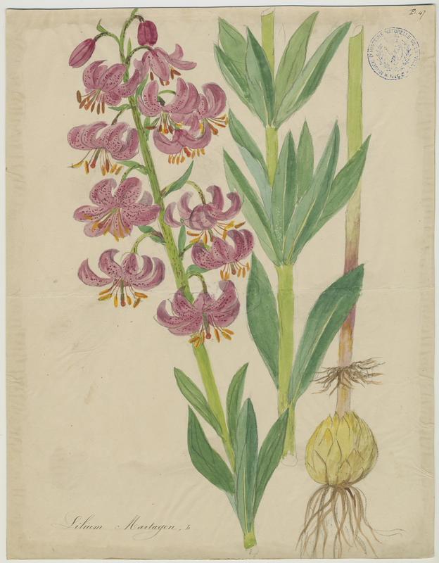 Lys martagon ; plante à fleurs, Jean-Baptiste Barla