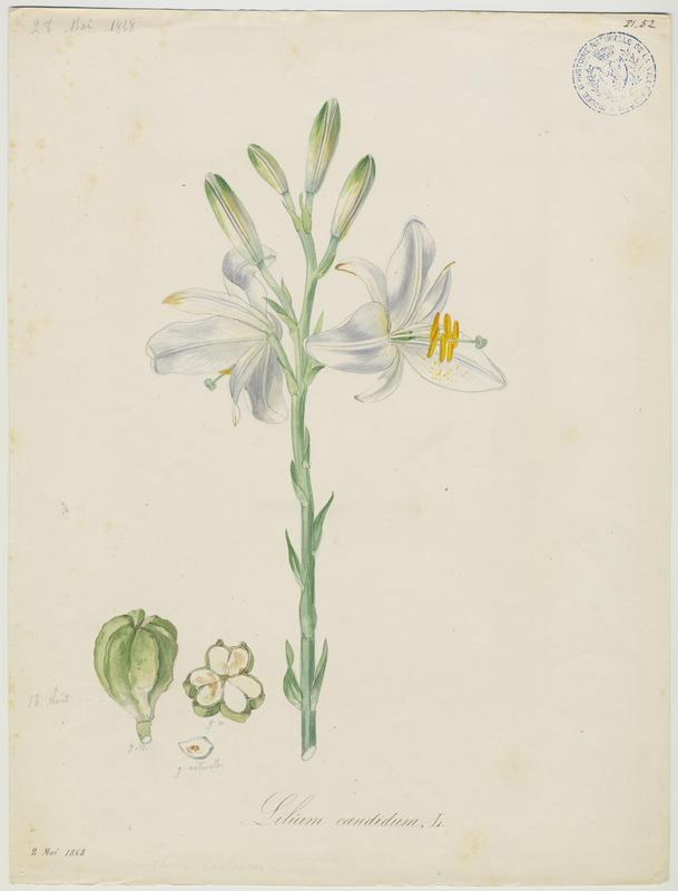 Lys blanc ; Lys de la Madone ; plante à fleurs_0