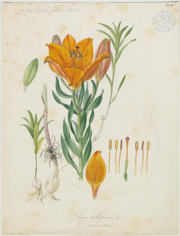 Lys orangé à bulbille ; plante à fleurs, Vincent Fossat, 1866