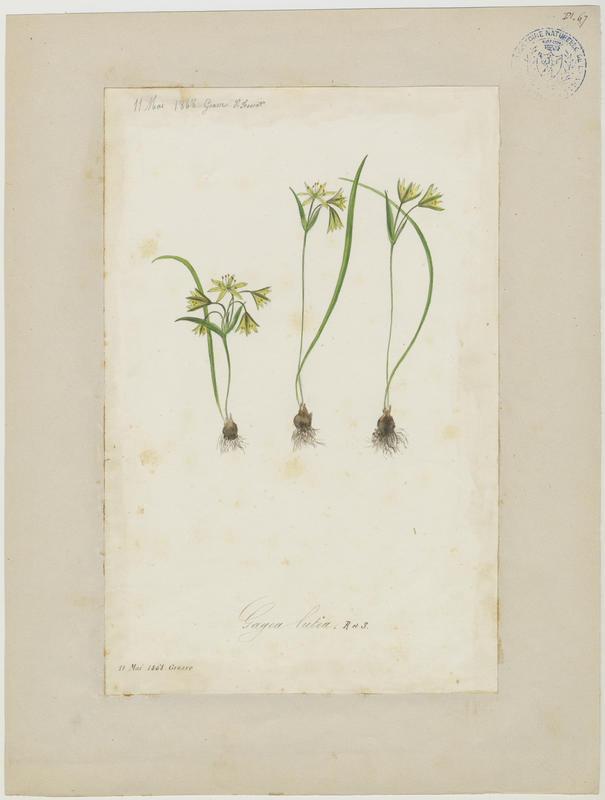 Gagée jaune ; Gagée des bois ; Étoile jaune ; Ornithogale jaune ; plante à fleurs_0