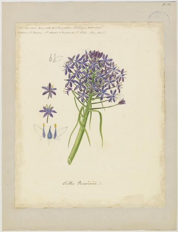 Scille du Pérou ; plante à fleurs_0
