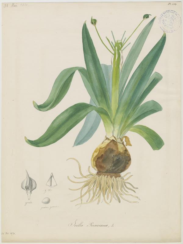 Scille du Pérou ; plante à fleurs_0
