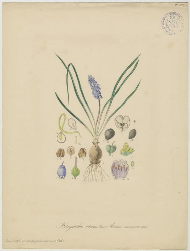 Muscari à grappe ; Muscari négligé ; plante à fleurs, Jean-Baptiste Barla
