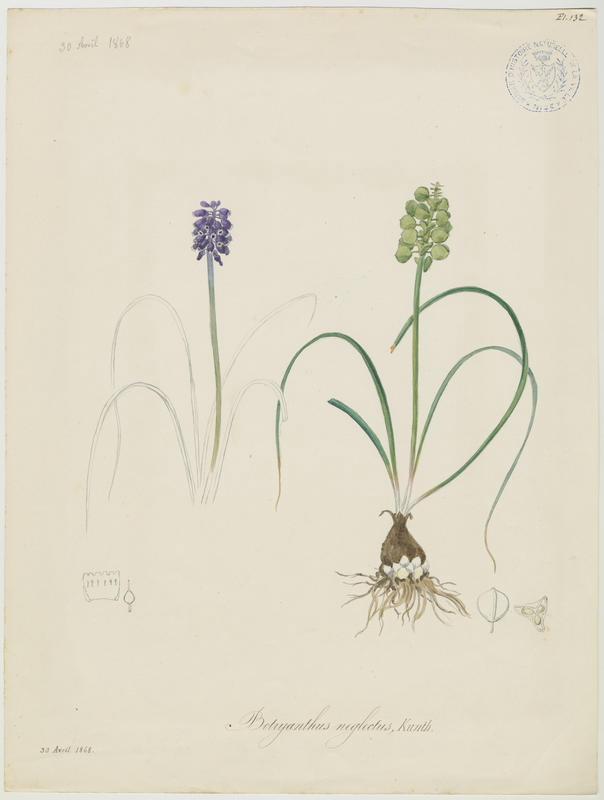Muscari à grappe ; Muscari négligé ; plante à fleurs_0