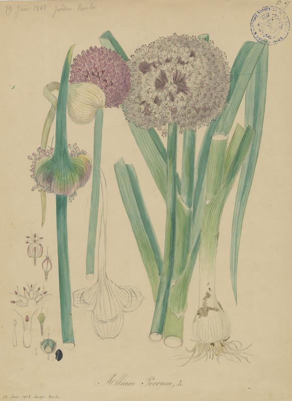 Poireau ; plante à fleurs, Vincent Fossat, 1868