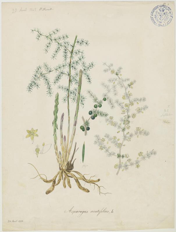 Asperge à feuilles aiguës ; Asperge sauvage ; plante à fleurs, Vincent Fossat