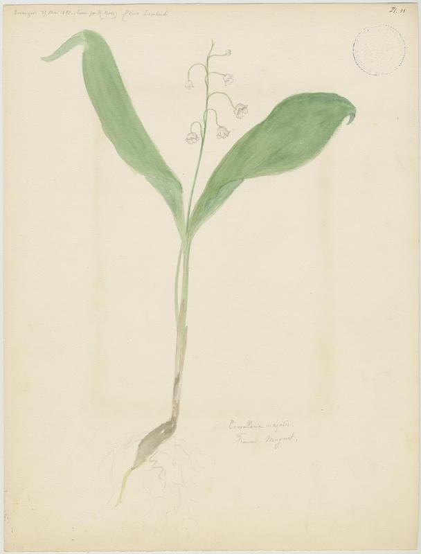 Muguet ; Campanelle ; plante à fleurs, Charles Lombardi, 1891
