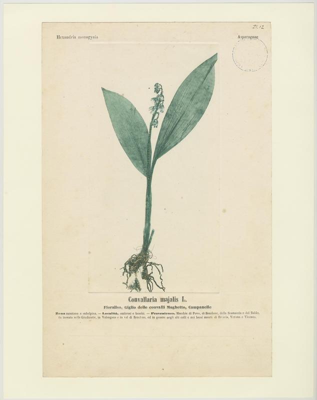 Muguet ; Campanelle ; plante à fleurs, Jean-Baptiste Barla