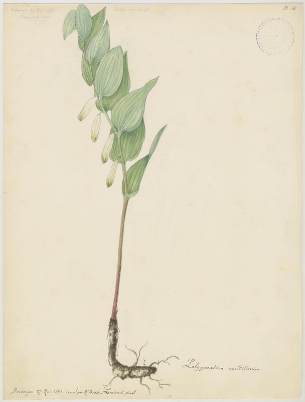Sceau de Salomon multiflore ; Polygonate multiflore ; plante à fleurs, Charles Lombardi, 1891