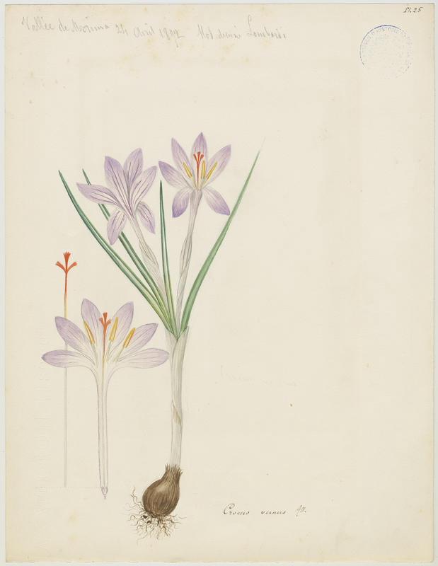 Crocus blanc ; plante à fleurs, Charles Lombardi, 1892
