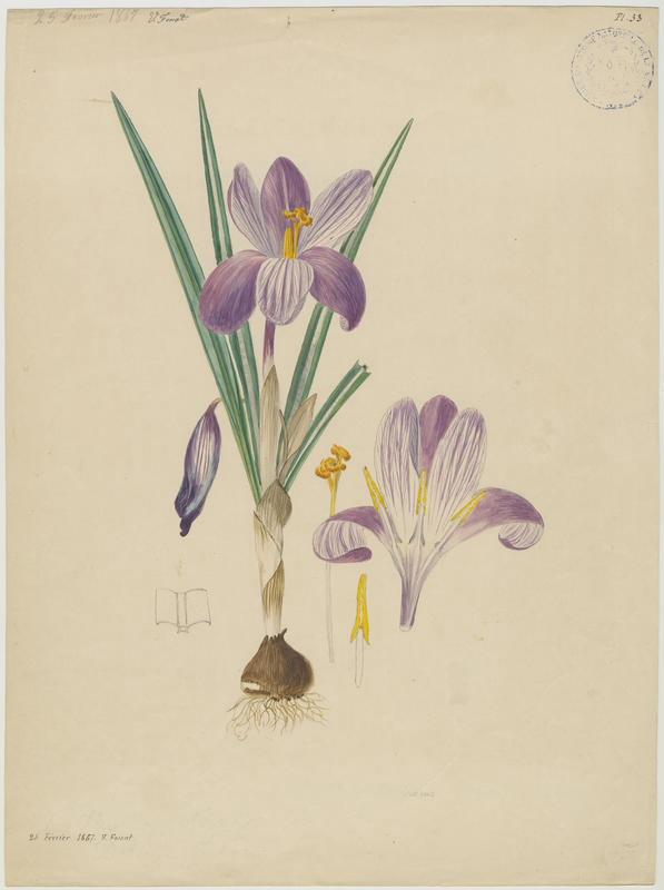 Crocus ; plante à fleurs, Vincent Fossat, 1867