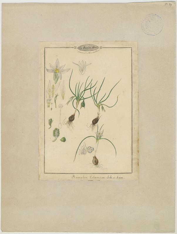 Romulée columnaire ; Romulée de Colomna ; Romulée à petites fleurs ; plante à fleurs_0