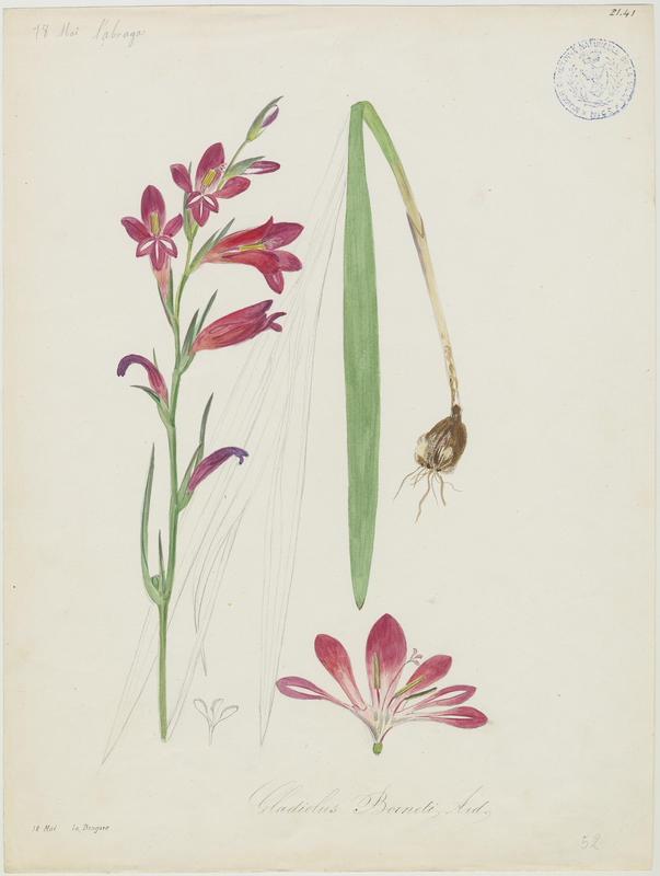 Glaïeul de Byzance ; plante à fleurs, Vincent Fossat