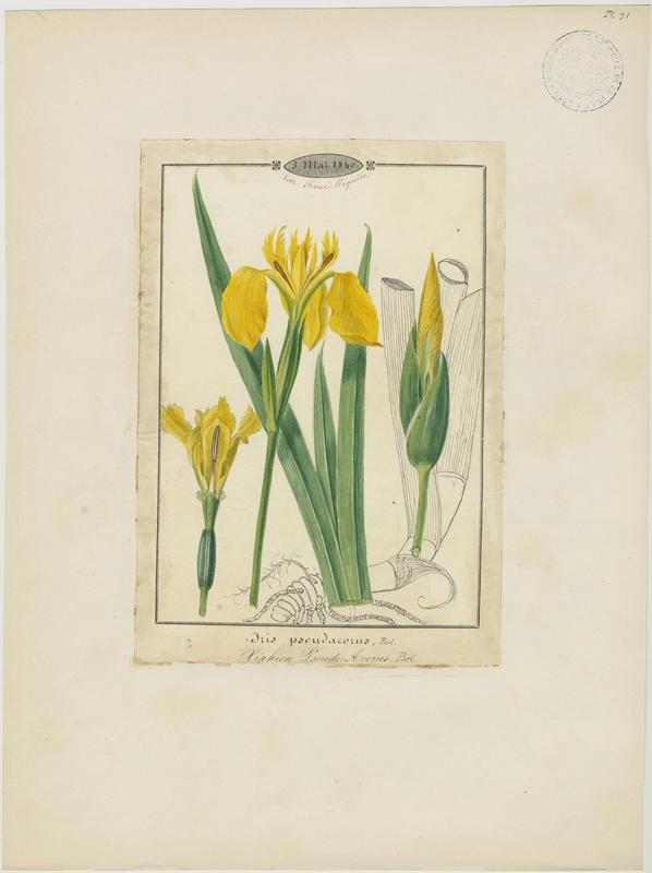 Iris des marais ; plante à fleurs_0