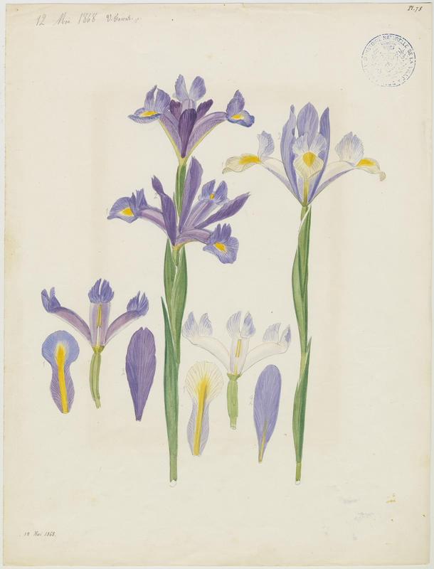 Iris ; plante à fleurs, Vincent Fossat, 1868