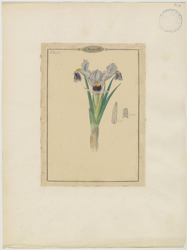 Iris ; plante à fleurs, Vincent Fossat, 1867