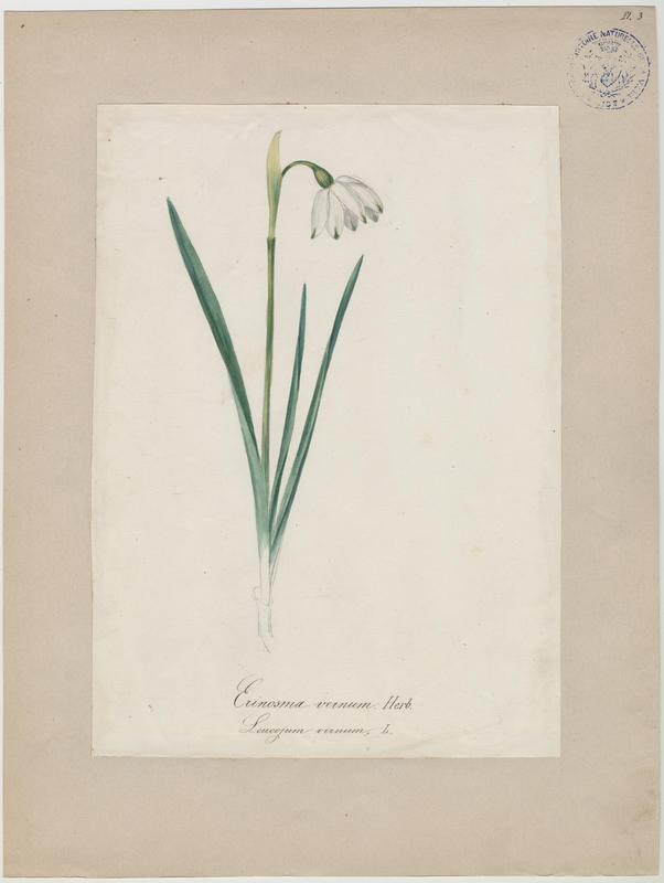Nivéole de printemps ; Nivéole printanière ; plante à fleurs, Jean-Baptiste Barla