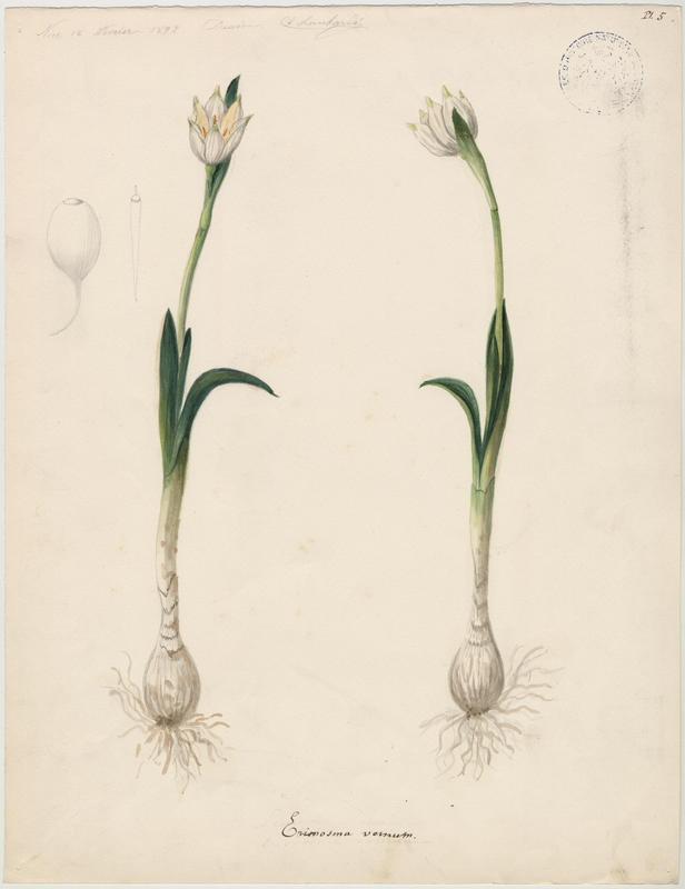 Nivéole de printemps ; Nivéole printanière ; plante à fleurs, Charles Lombardi, 1892