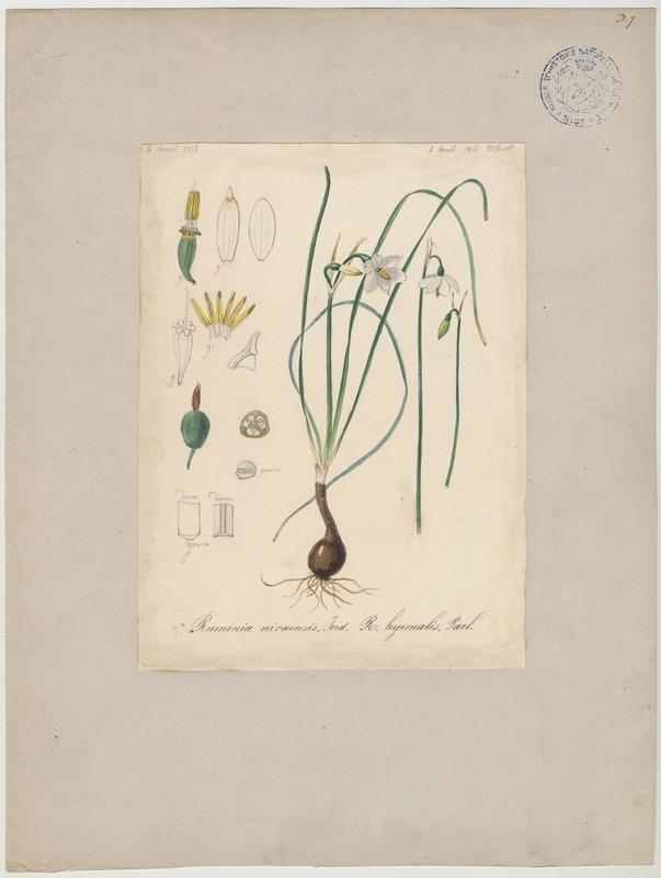 Leucoium d'hiver ; Nivéole de Nice ; plante à fleurs, Vincent Fossat, 1867