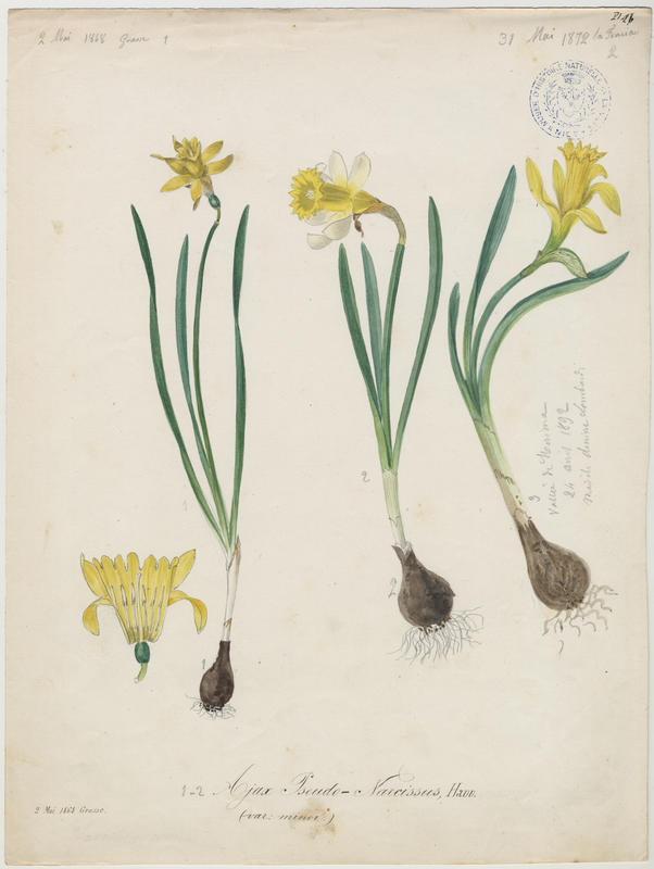 Narcisse des bois ; Narcisse jaune ; plante à fleurs_0