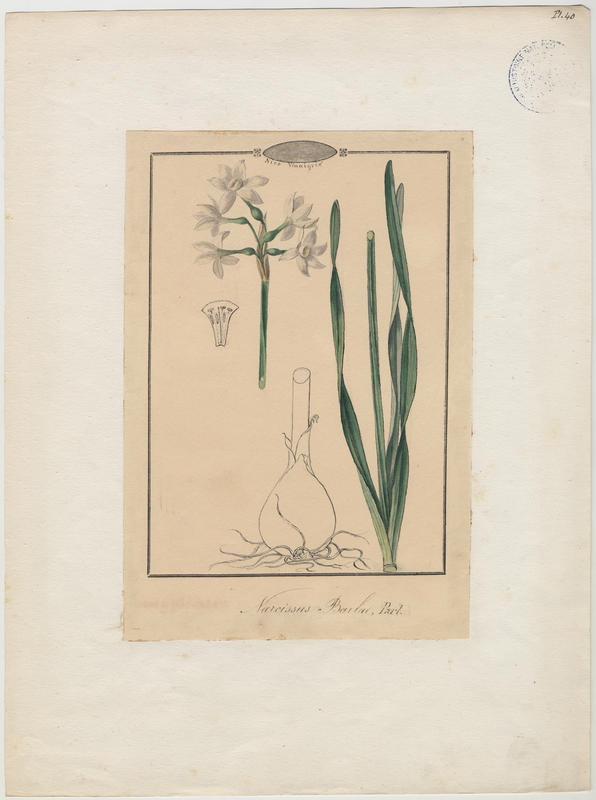 Narcisse polyanthe ; plante à fleurs, Jean-Baptiste Barla, 19e siècle