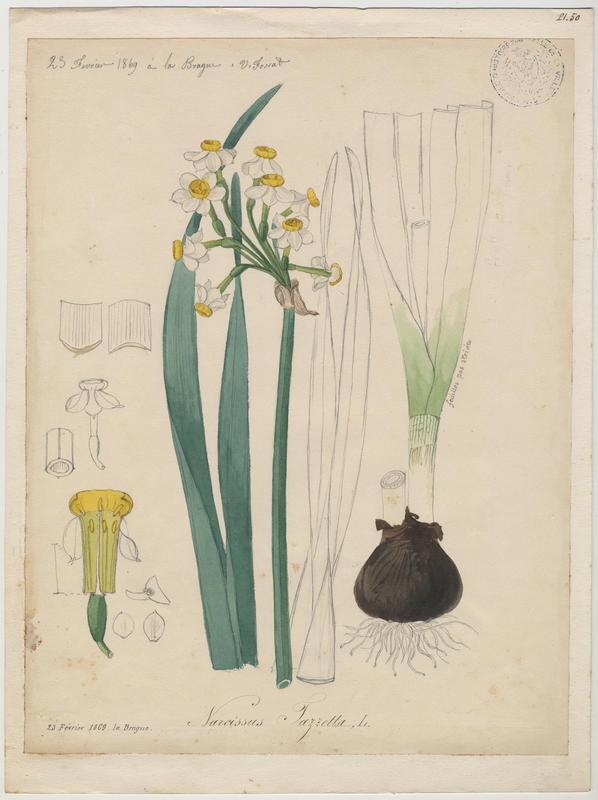 Narcisse à bouquet ; Narcisse de Constantinople ; Narcisse tazette ; plante à fleurs_0