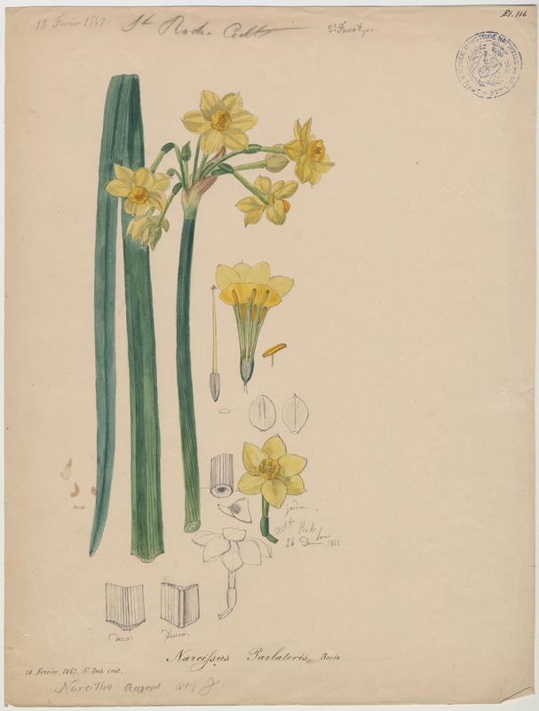 Narcisse ; plante à fleurs, Vincent Fossat, 1867