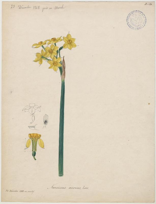 Narcisse d'Italie ; Soleil d'or des jardiniers ; plante à fleurs, Vincent Fossat, 1868