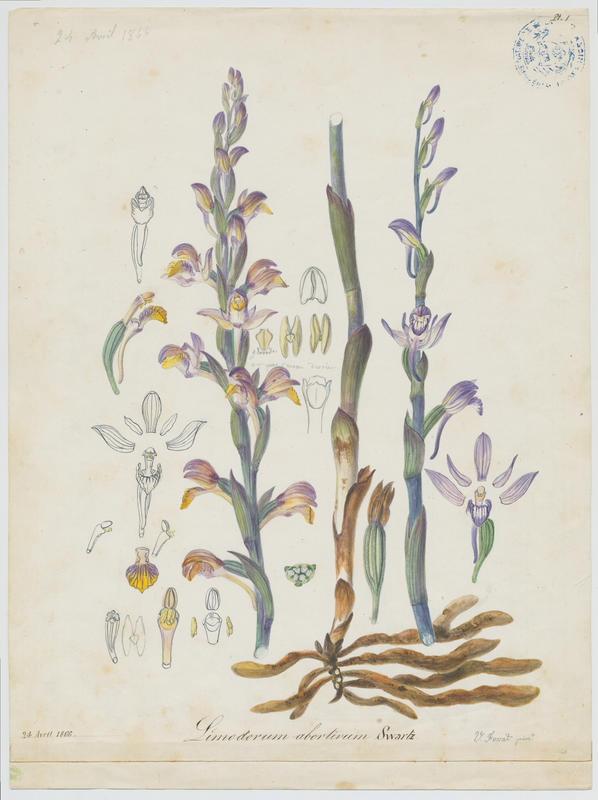 Limodore avorté ; plante à fleurs, Vincent Fossat, 1866