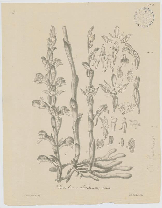 Limodore avorté ; plante à fleurs, Vincent Fossat, 19e siècle