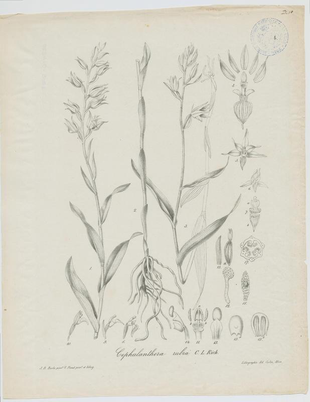 Epipactis rouge ; plante à fleurs, Vincent Fossat, 19e siècle