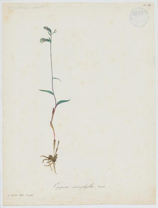 Epipactis à petites feuilles ; plante à fleurs, Jean-Baptiste Barla, 1866