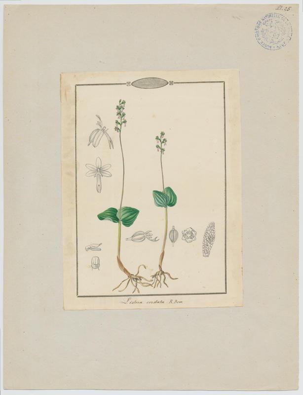 Listère à feuilles cordées ; plante à fleurs, Jean-Baptiste Barla, 19e siècle